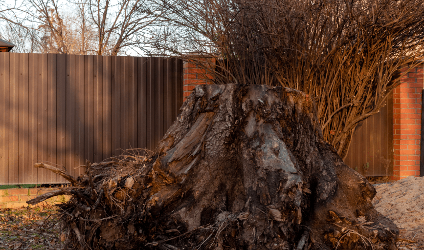 TREE REMOVAL